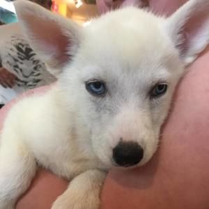 Meet your Posher, Ella